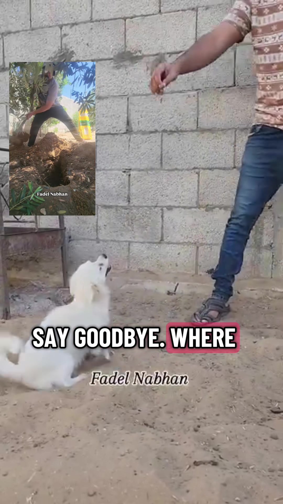 @Gaza Animal Rescue
