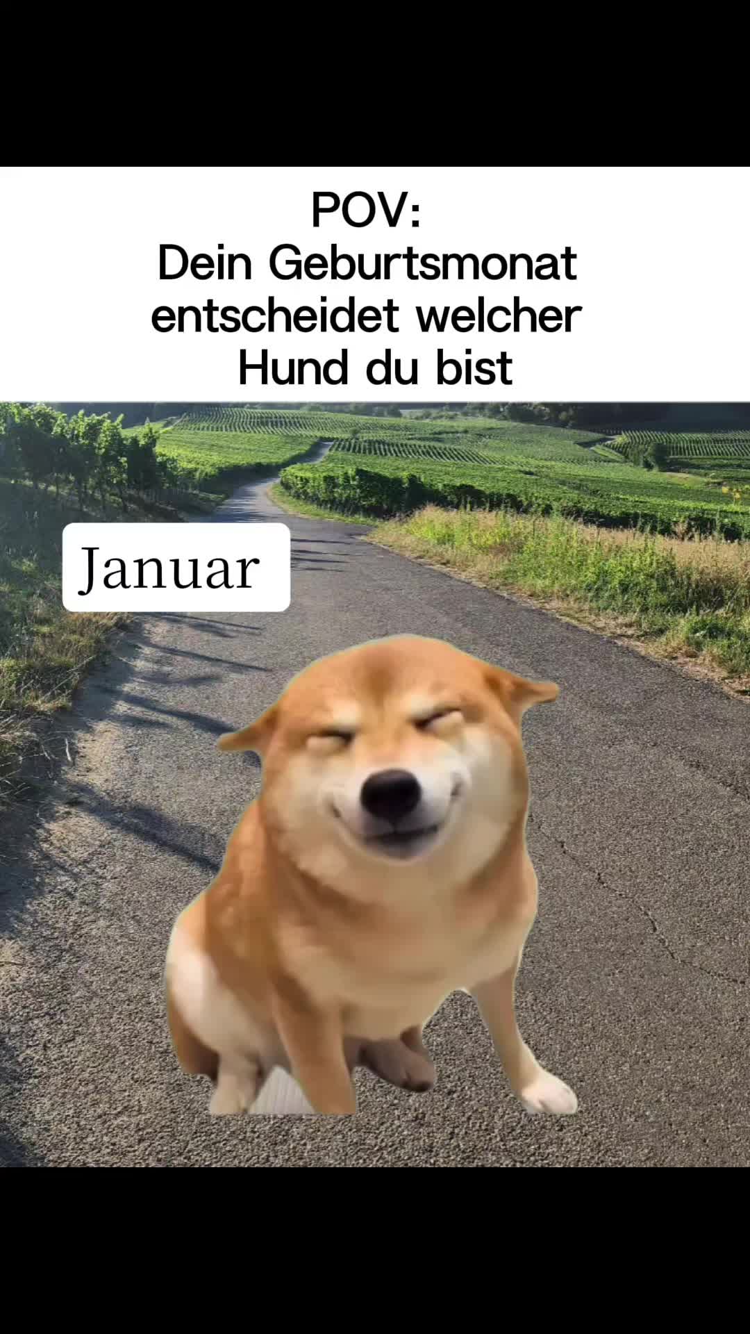 @teddys_tok_