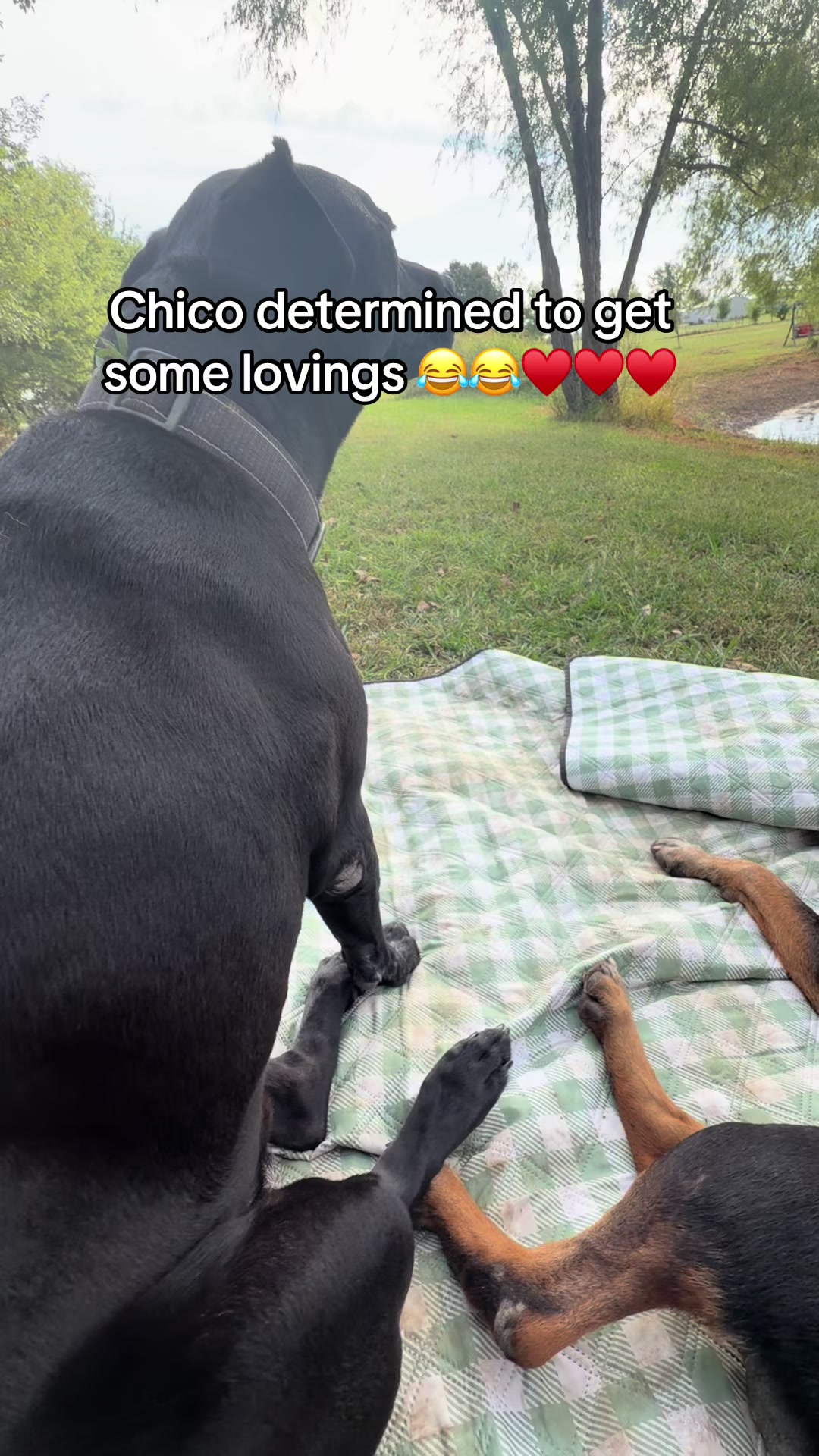 @NonniesFunnyFarm