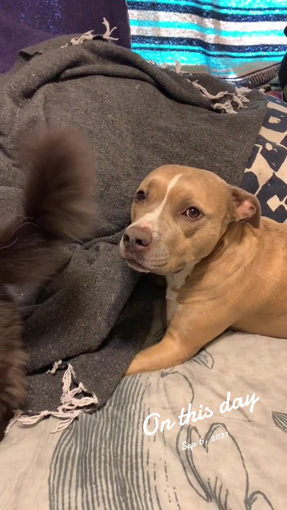 @Indie.pittie