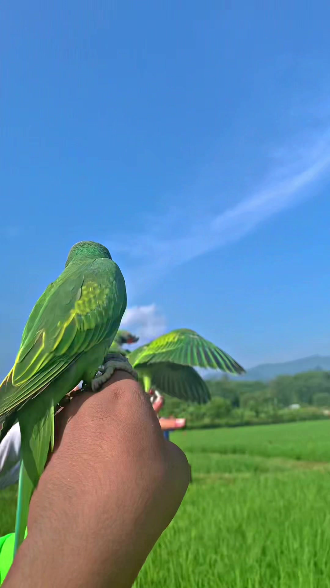 @Seputar Burung Free Fly
