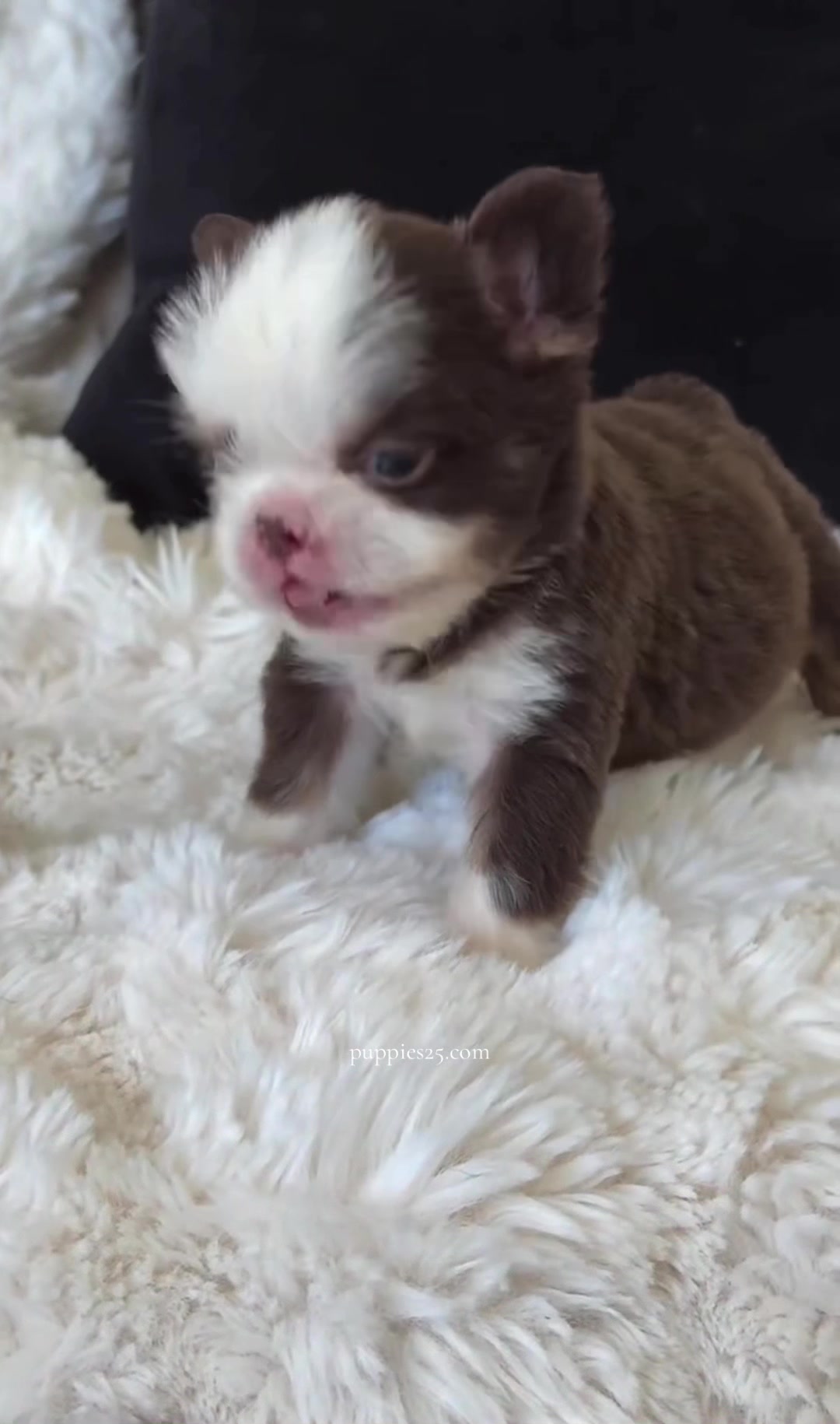 @PAWFECT