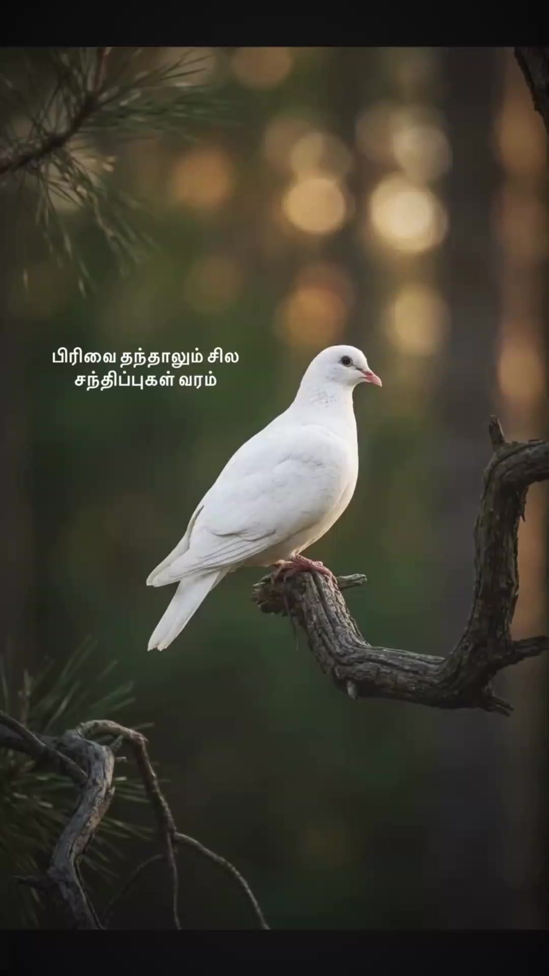 @pirathi Thusi