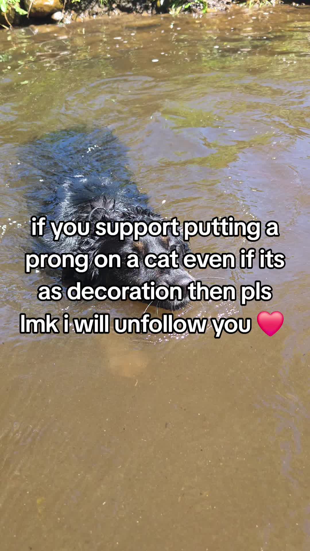 @Nala the Service aussie