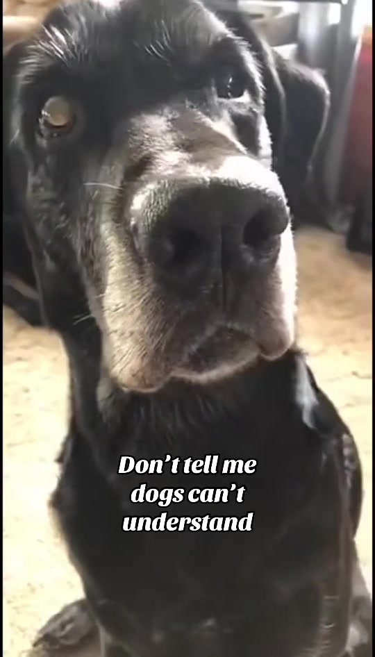 @K9 Dina