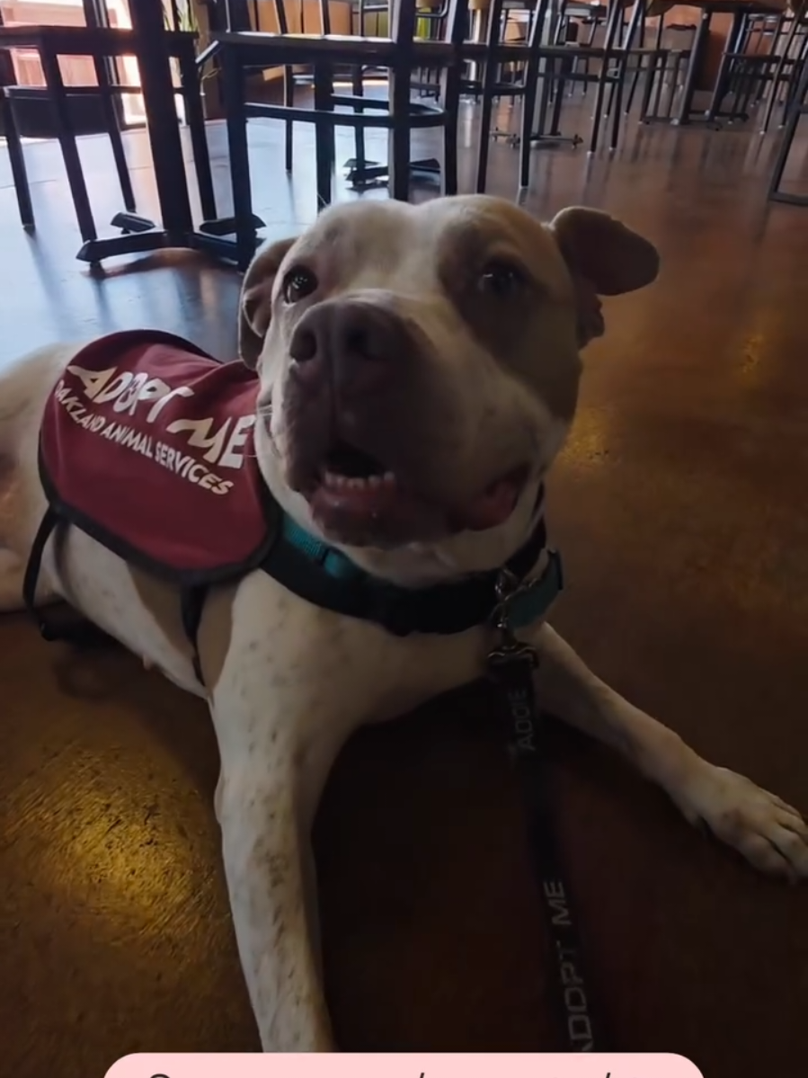 @Oakland Animal Services