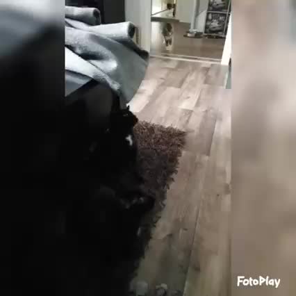 @Lovemycat