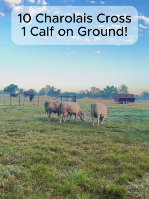 @Rutherford Land and Cattle