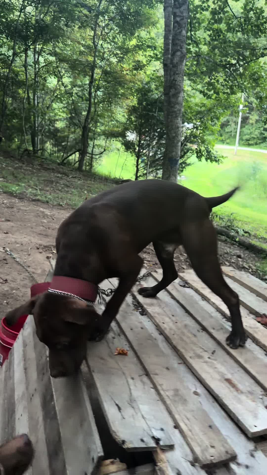 @WorldGoneMadKennels