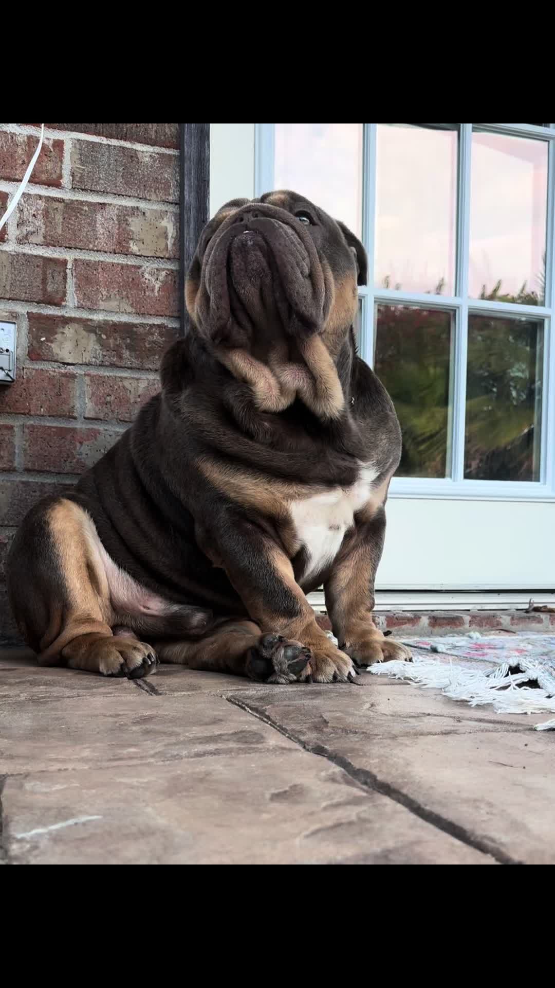 @RawlsTheBulldog