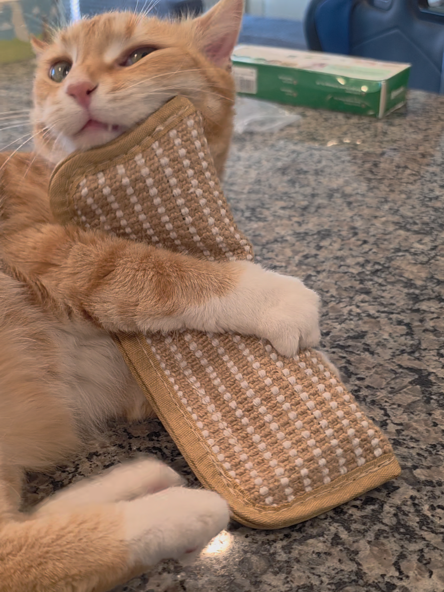 @🎶musicandcats🐈🐈🐕🐾
