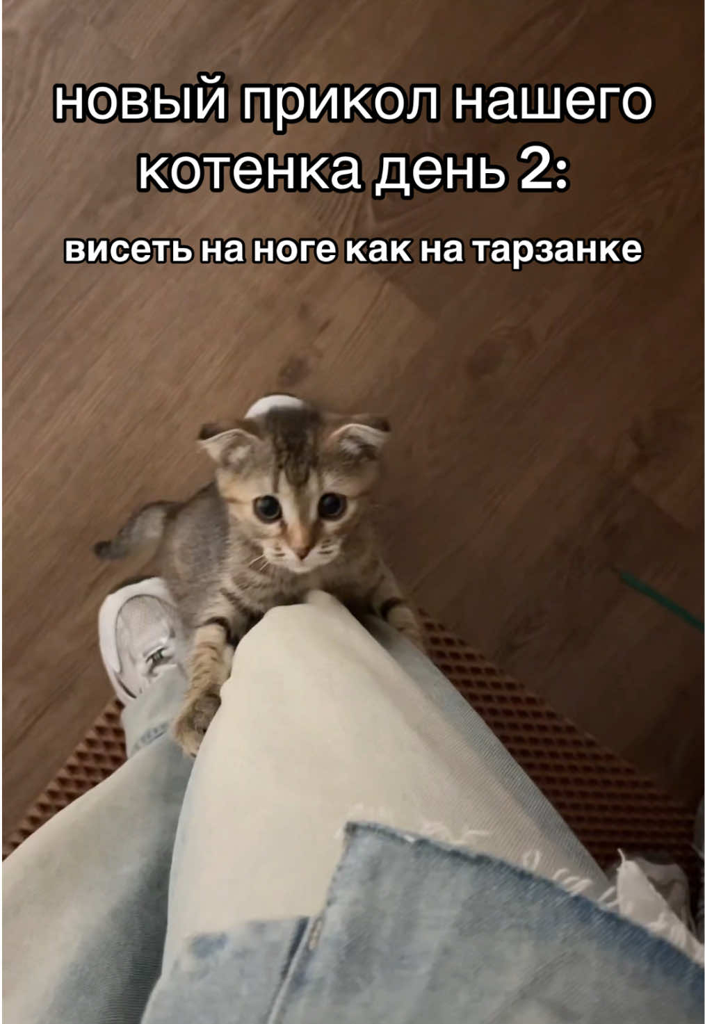 @kotik_unaa