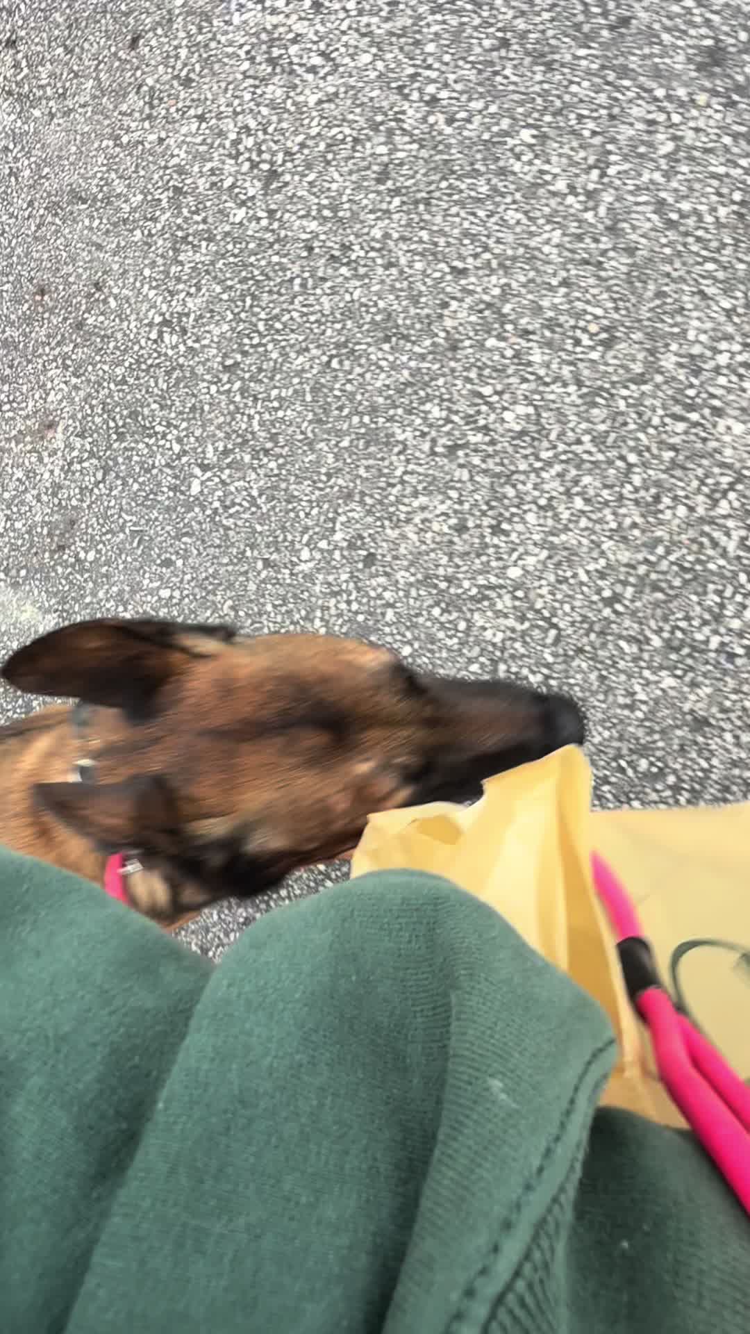 @Kaitlyn’s _crazy_k9_crew