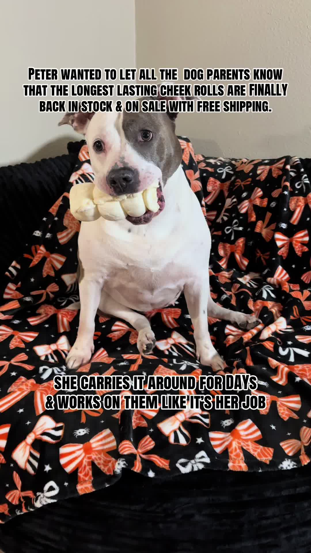 @kai•thedogmother🐾