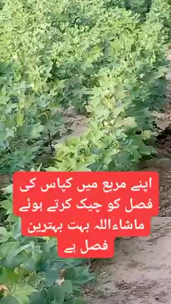 @ARAIN SHEHZADA 440