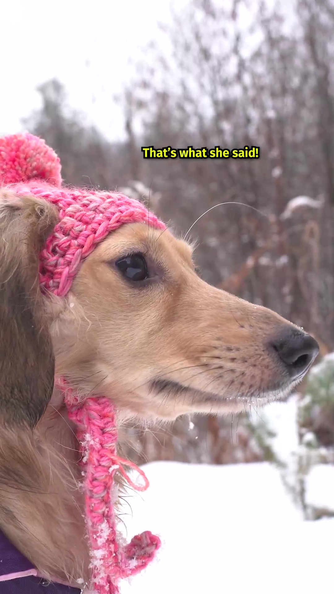 @Crusoe the Dachshund