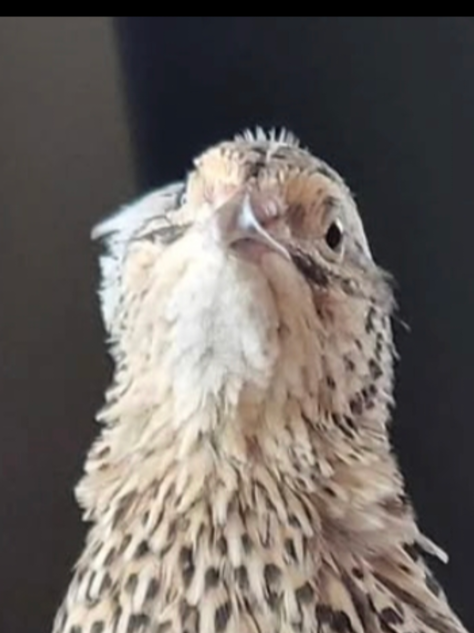 @🐾TheForgottonOne🐦⬛