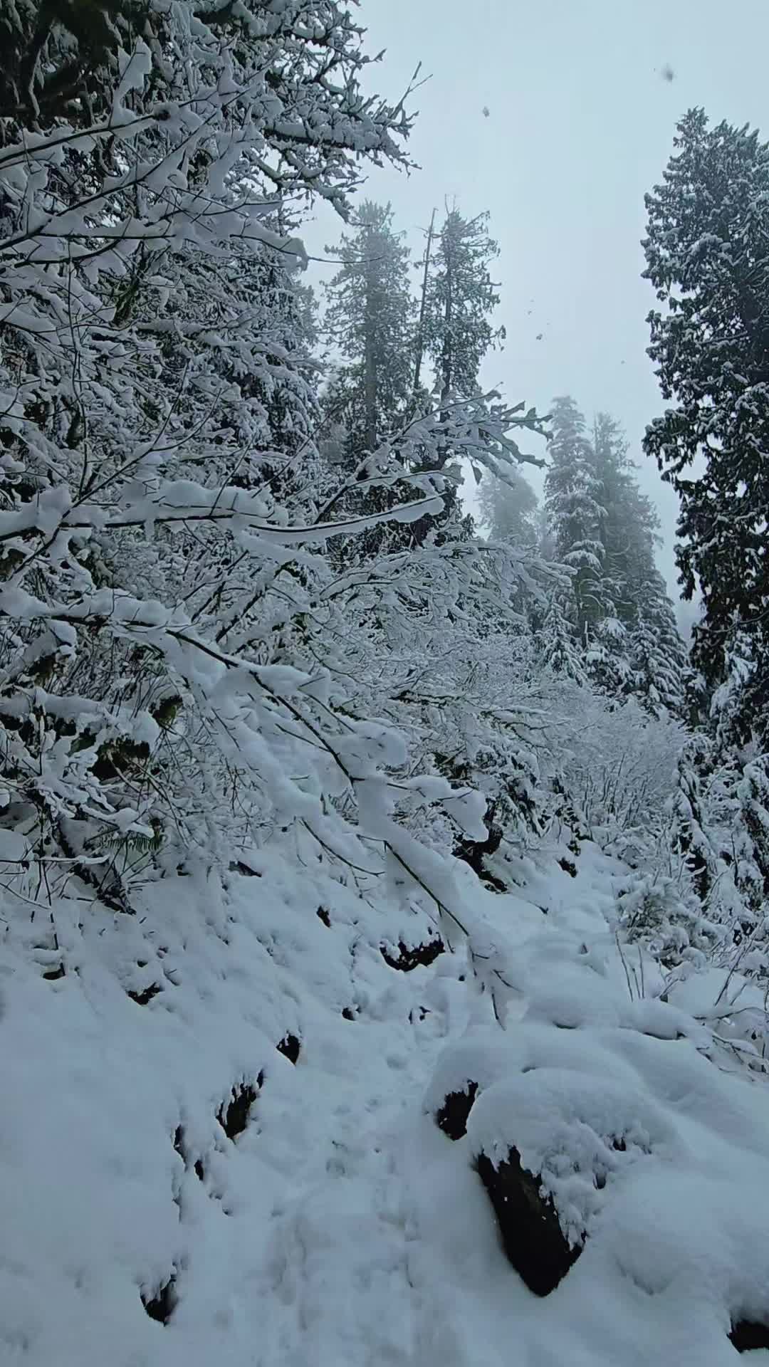 @Nicole🌲🏔🥾|PNW|