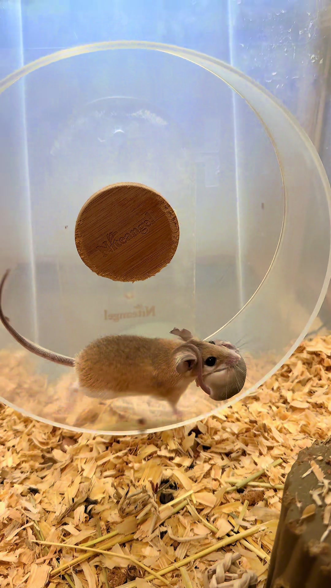 @Tiny Tails Mousery