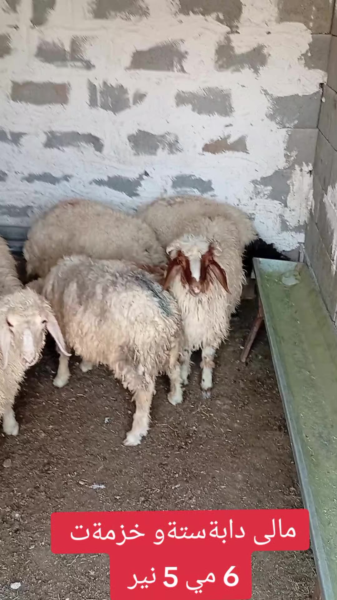 @احمد الكوردي