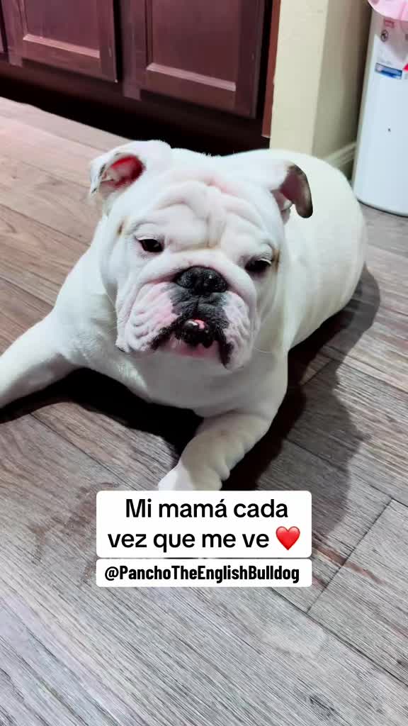 @PanchoTheEnglishBulldog