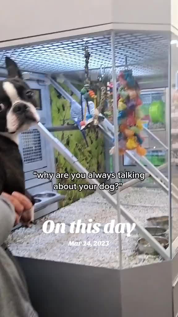 @Ruby the Boston Terrier-G7