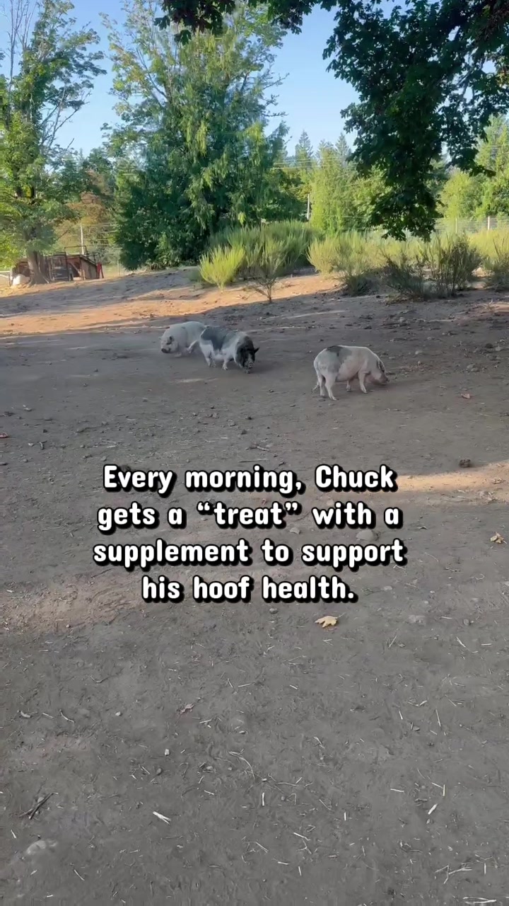 @Home for Hooves 🐽