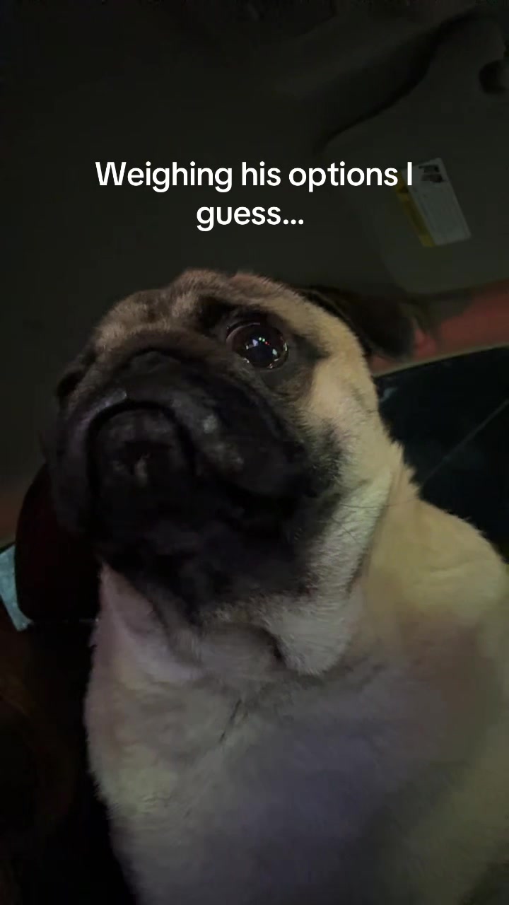 @thewinterpug
