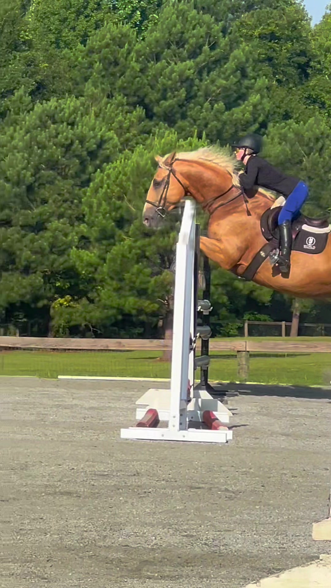 @🔥Neigh Neigh Nation🔥
