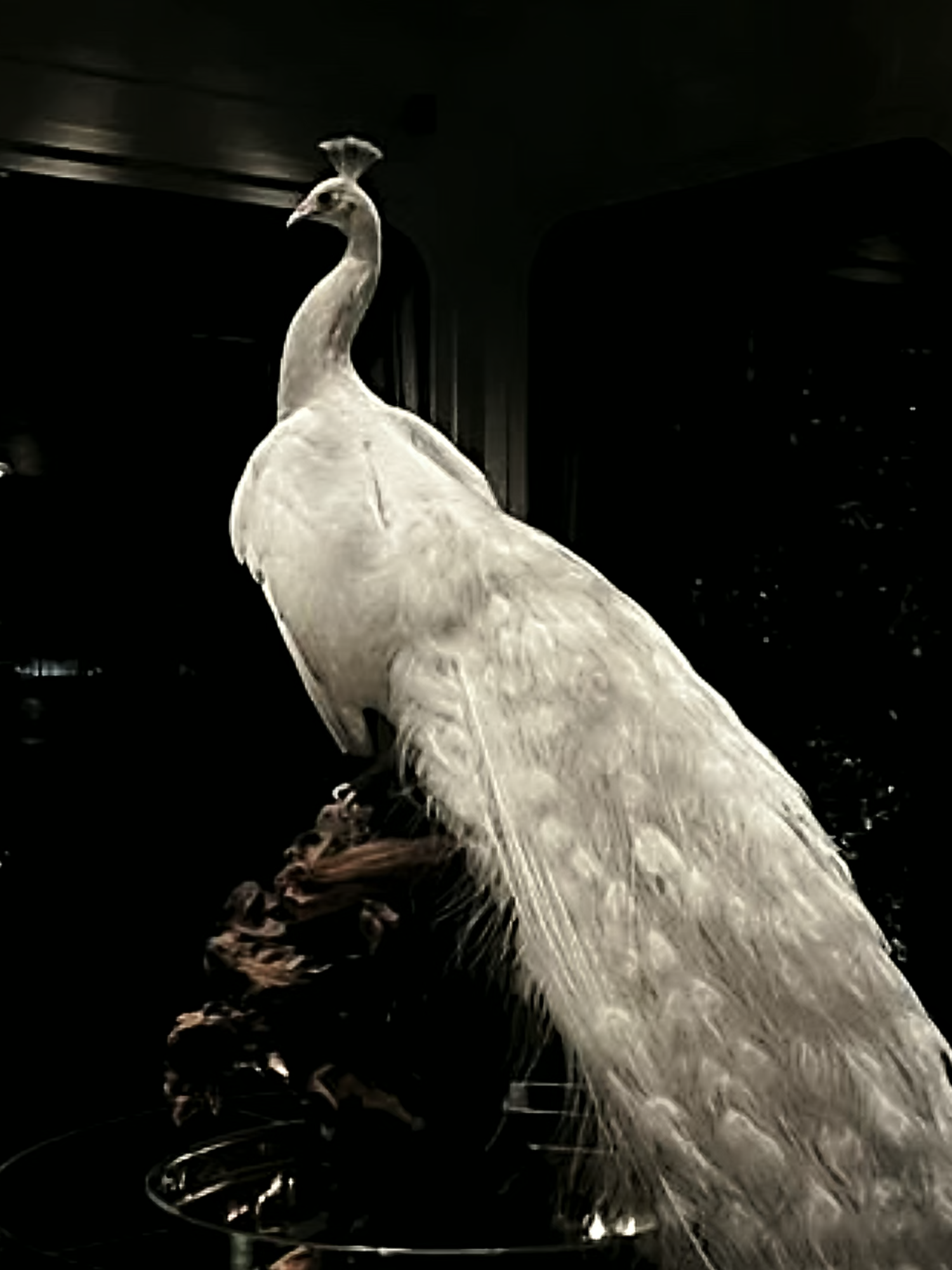 @The Aristocratas