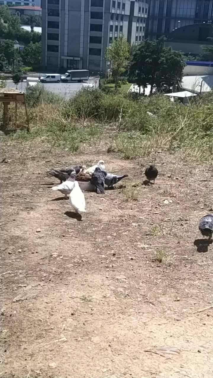 @Konyalı