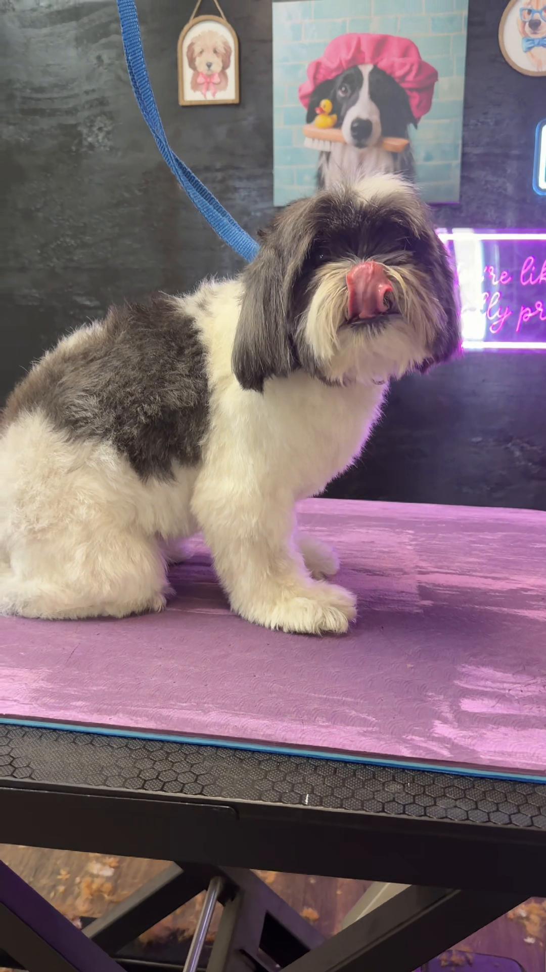 @DIRTY.PAWS.PETSALON