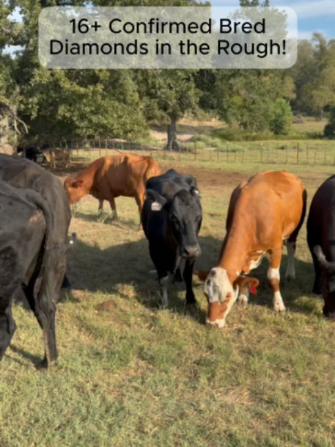 @Rutherford Land and Cattle
