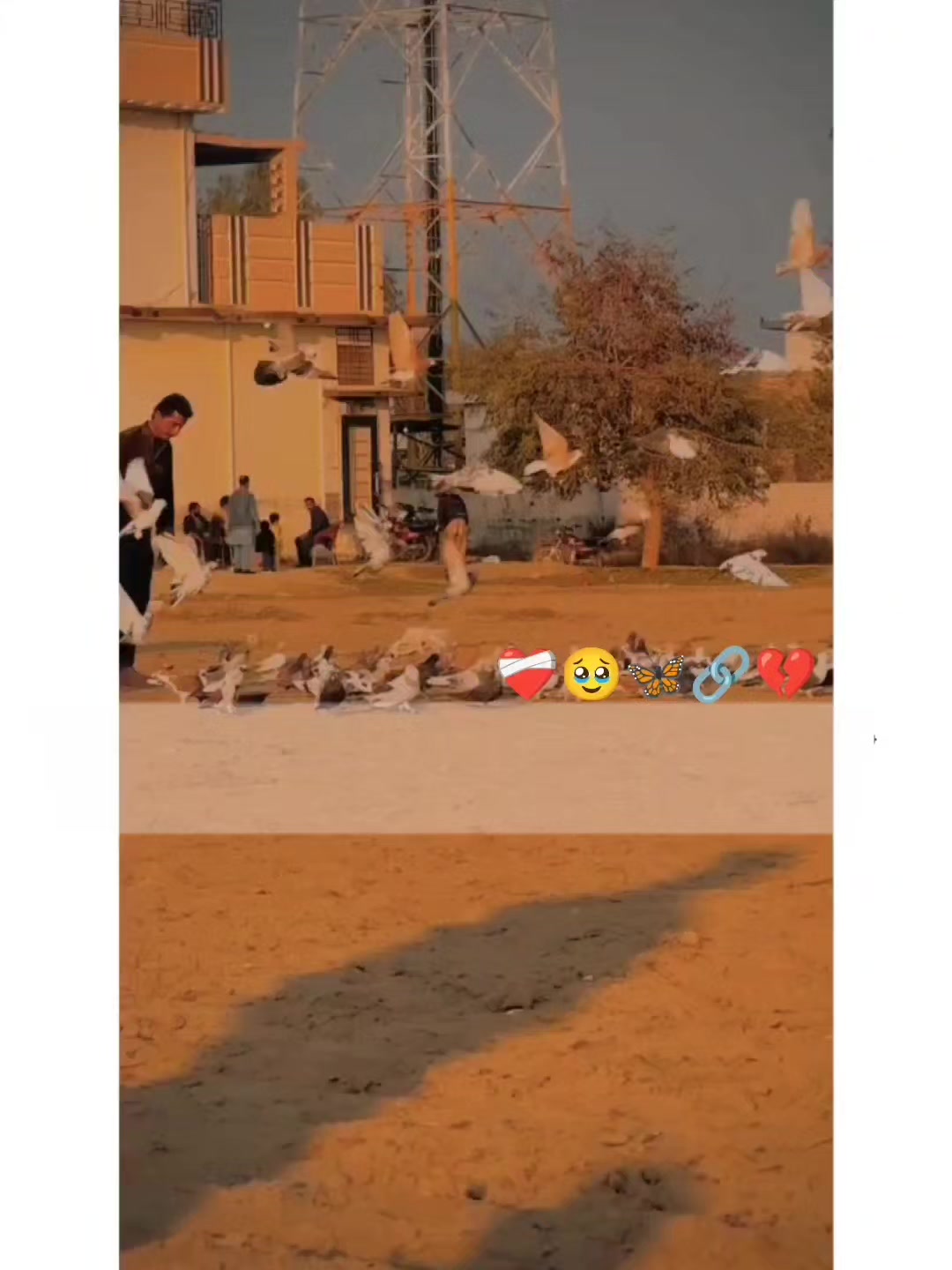 @عدیل رحمن لیہ وال کبوتر باز