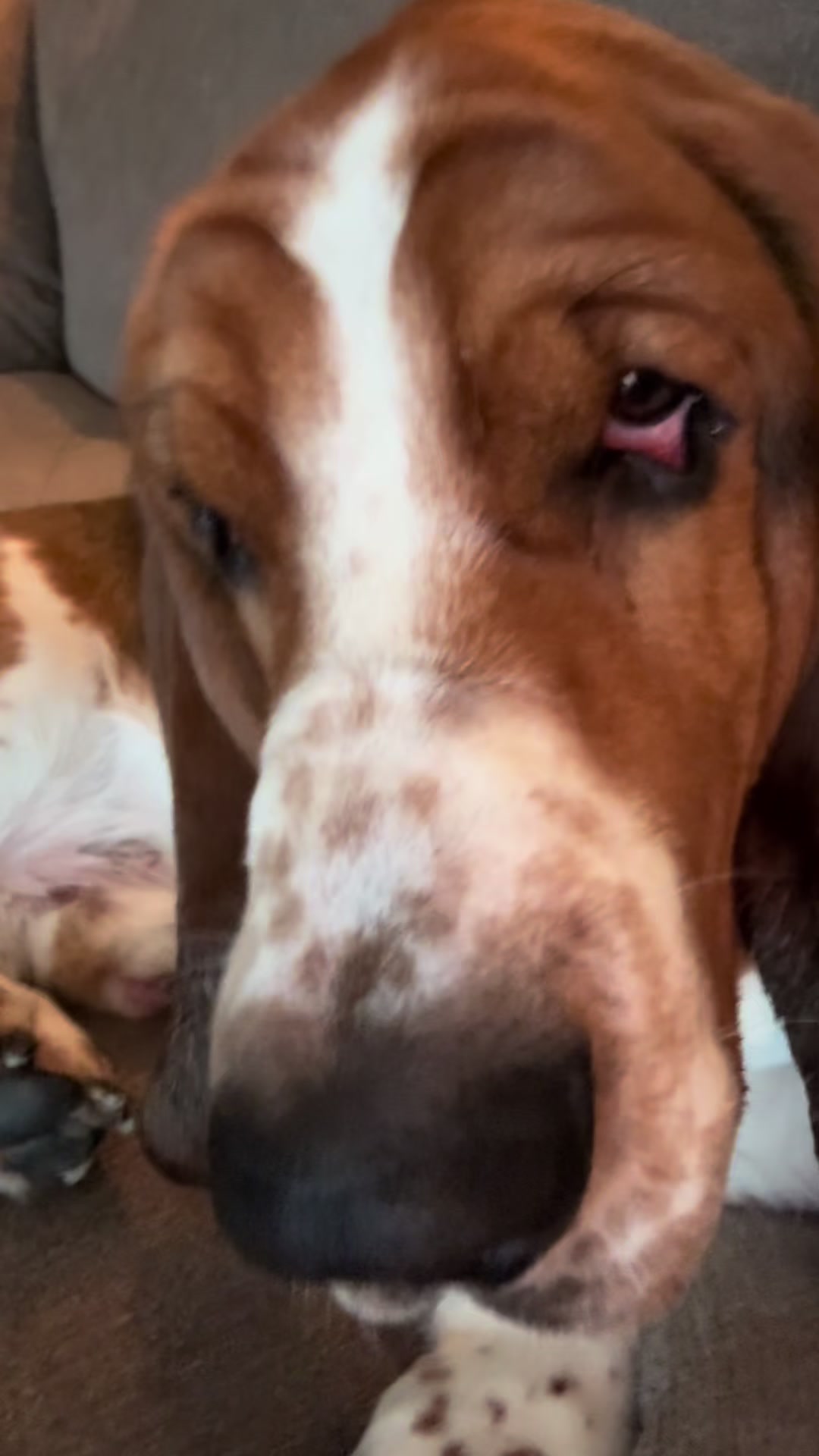 @Chuck Bass The Basset Hound