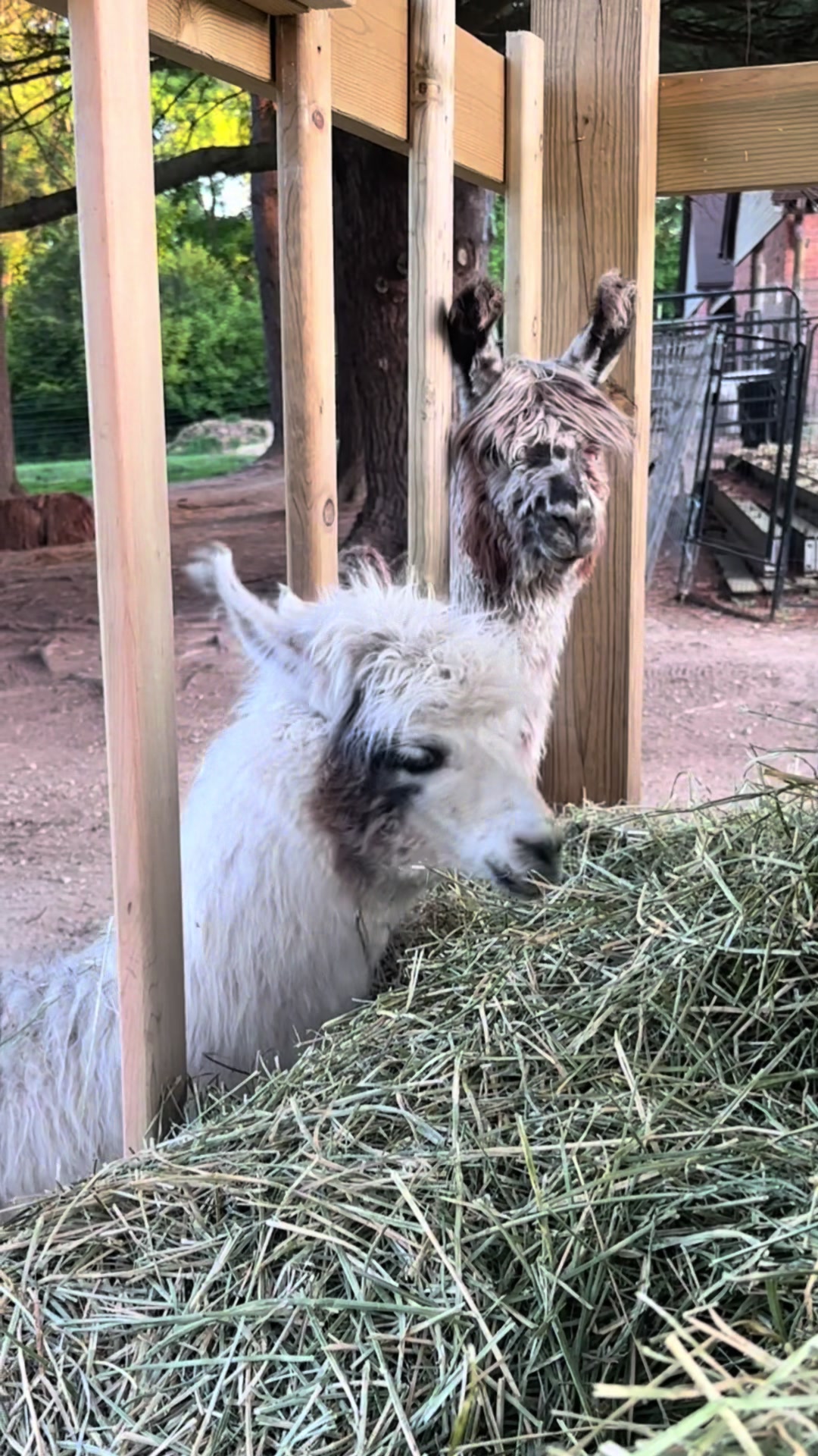 @The Packing Llamas