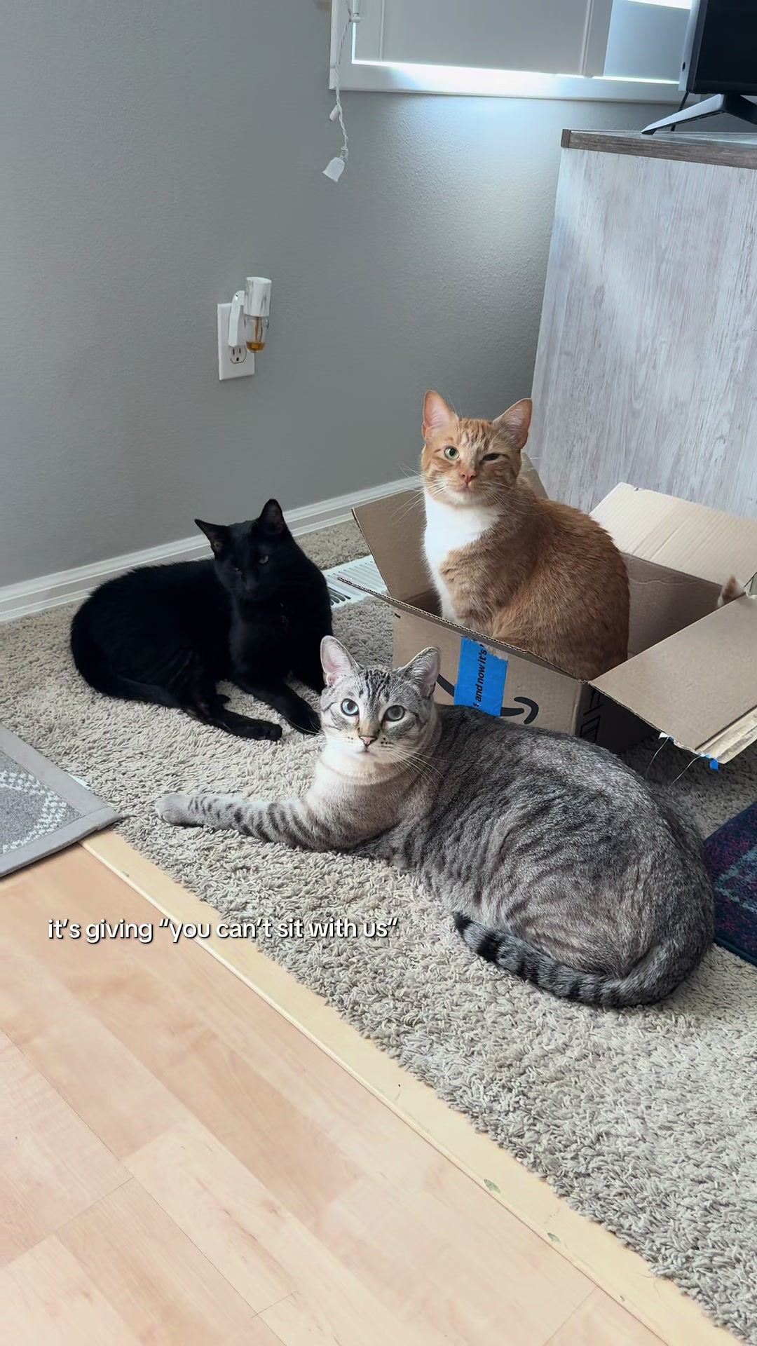 @furtastic4cats