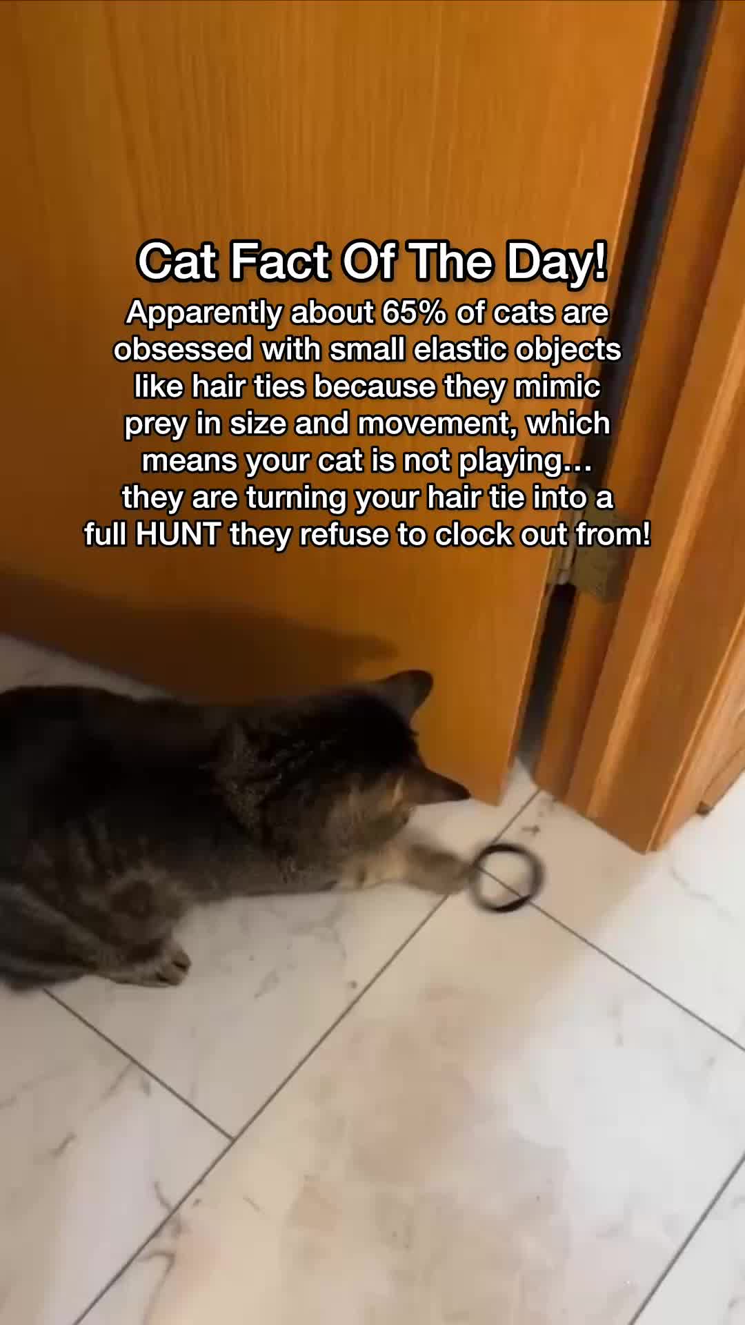 @Chip The Manx