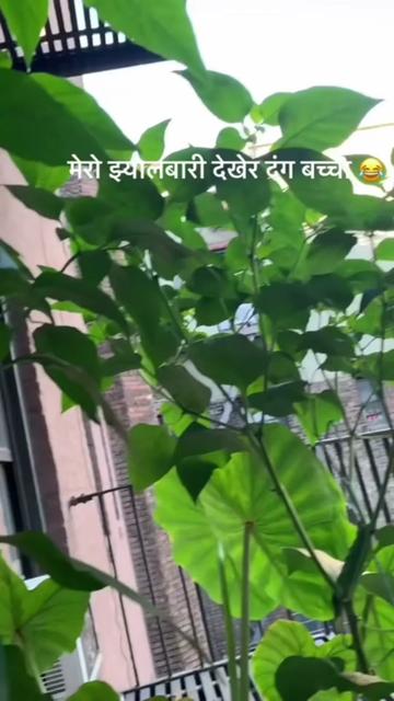 @userbaralpaudel