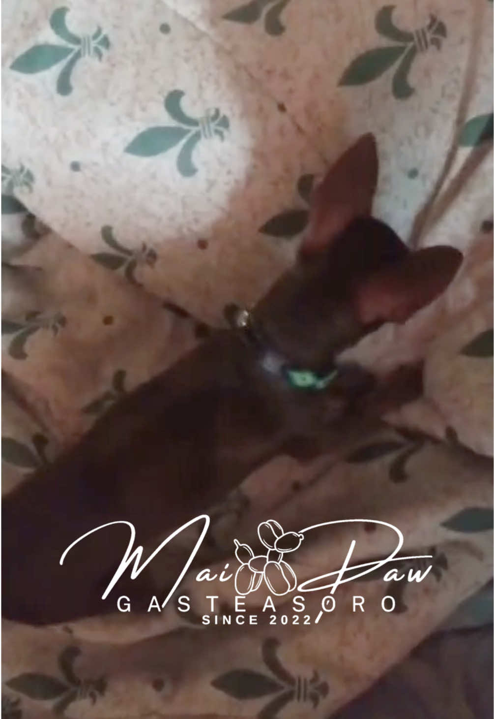 @MaiPaw