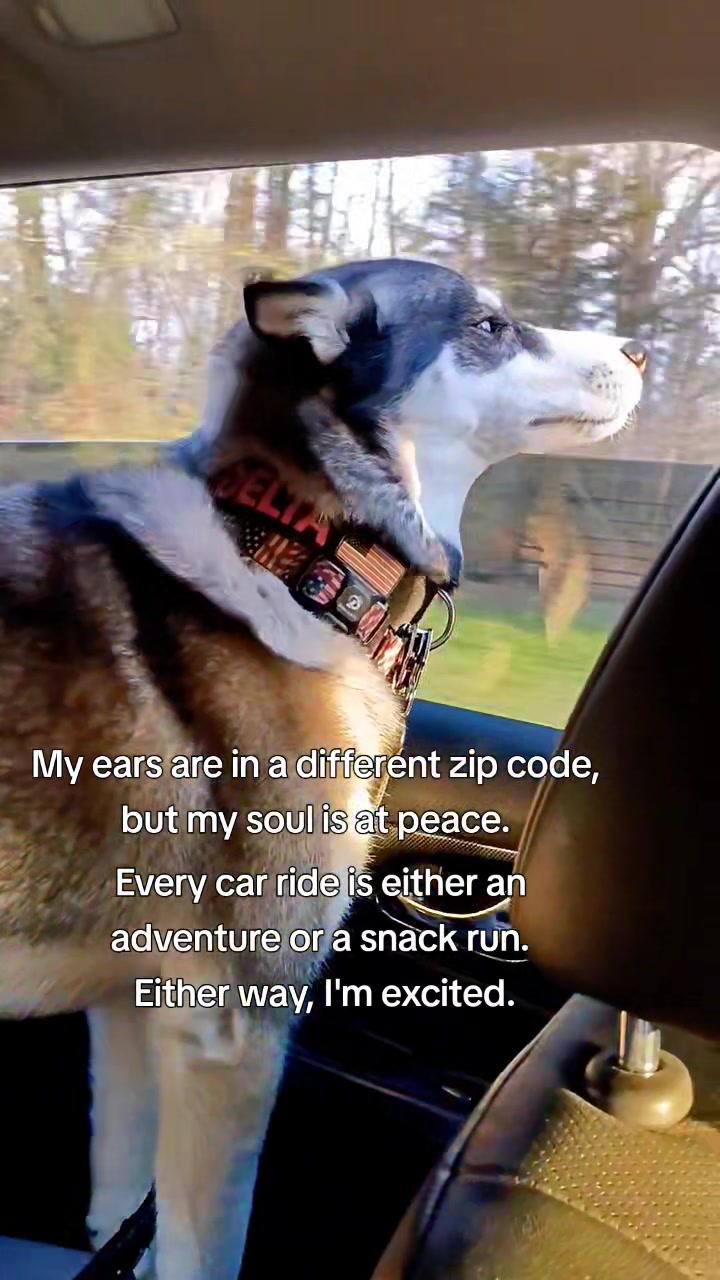 @the Hussey Husky ❌️