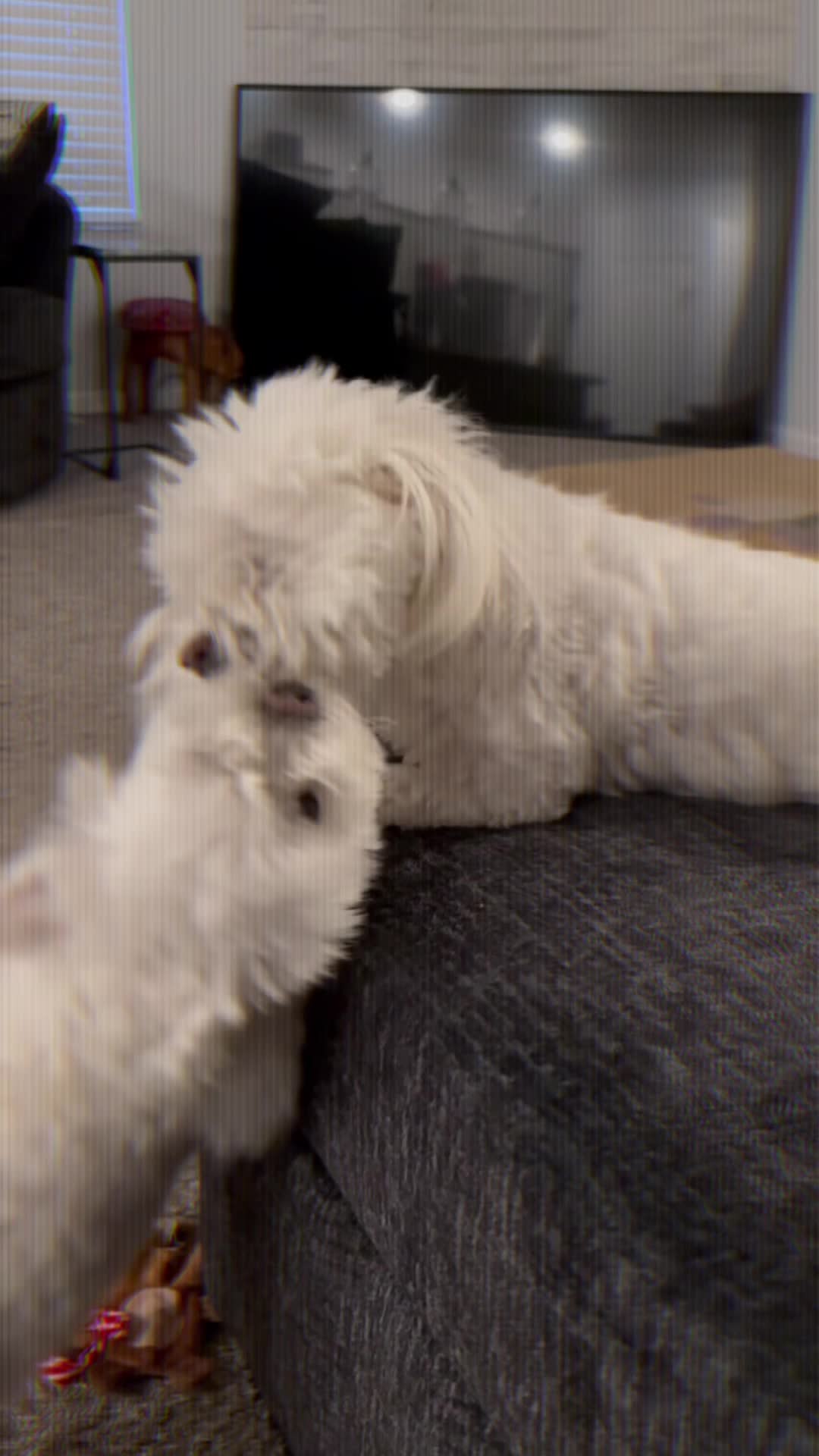 @Messi The Dog