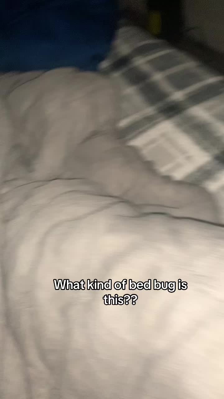 @shizzle