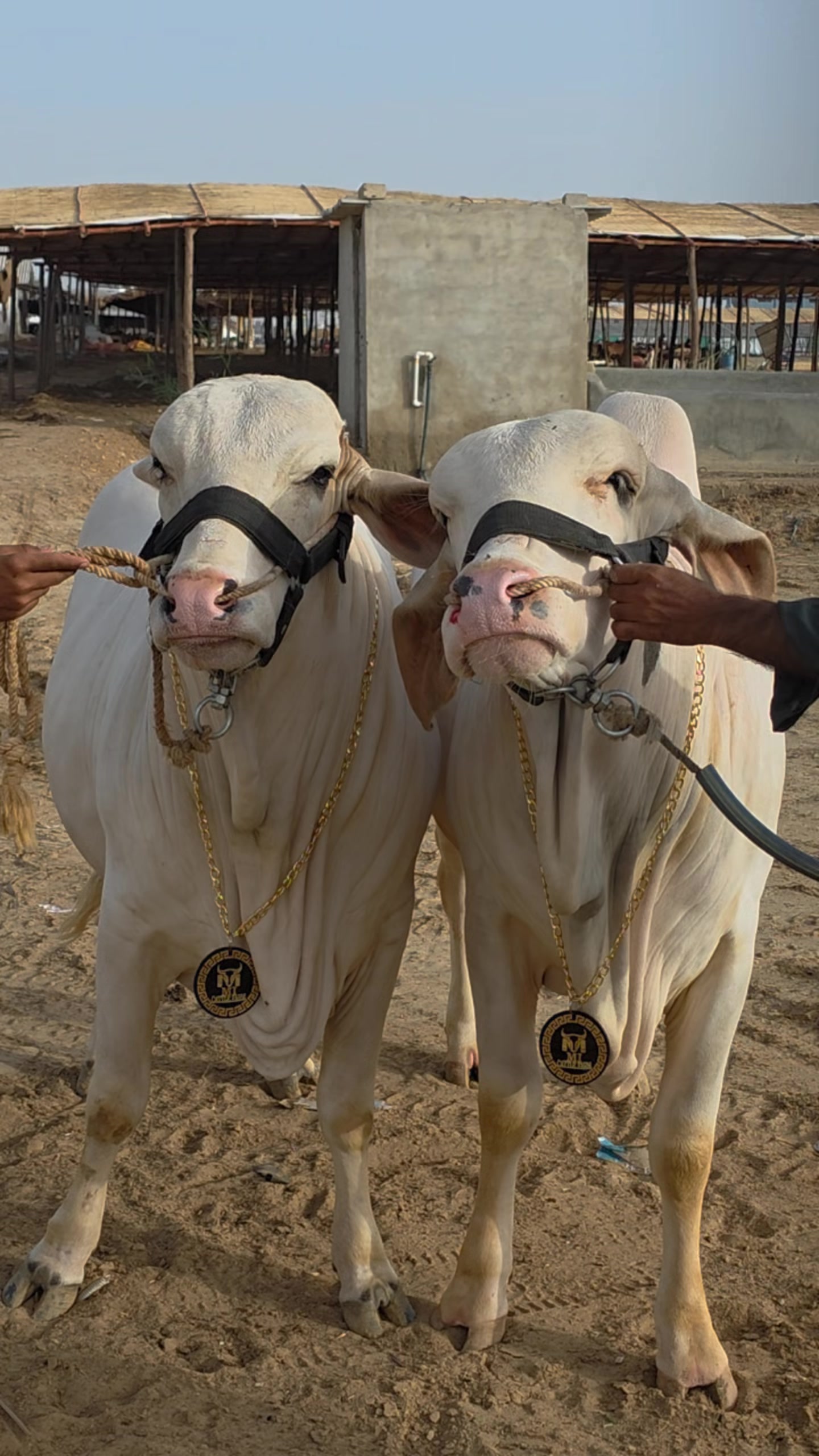 @MI Cattle Farm