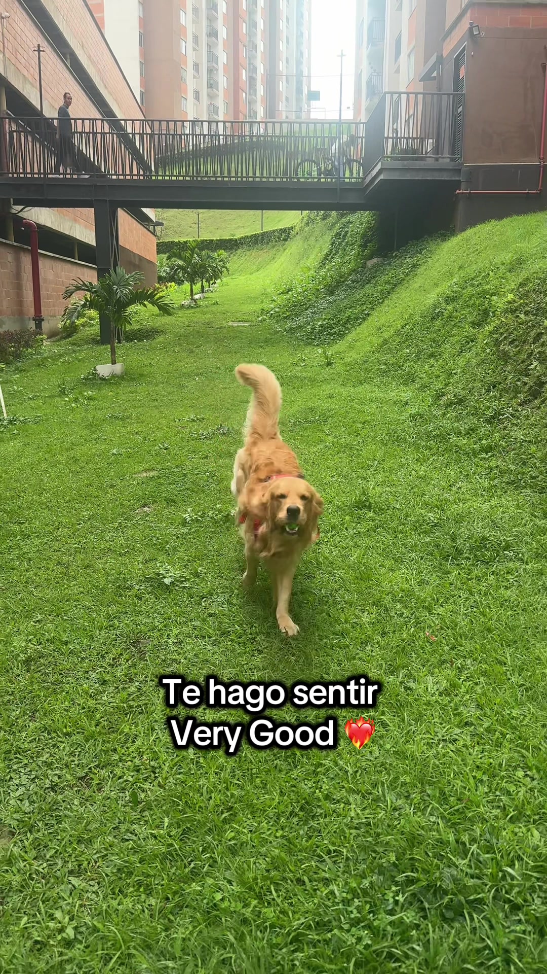 @Soy Milo 🐶