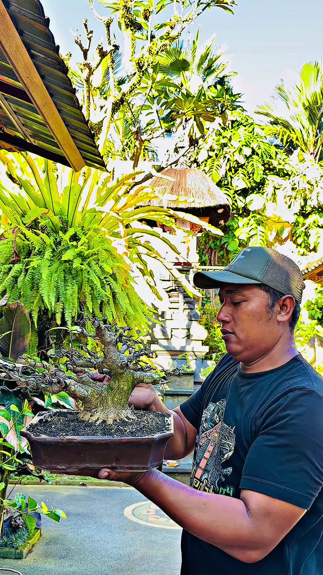 @“Cris Art Bonsai”