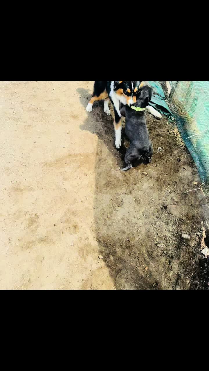 @My funny dog 🐶