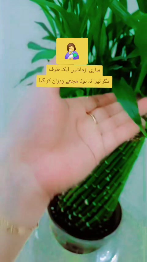 @Dua Fatima⚘🌷⚘🇦🇪