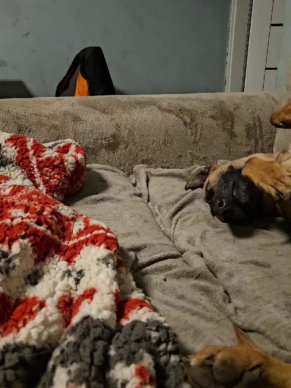 @Poppy Malinois, Korina & 🤡