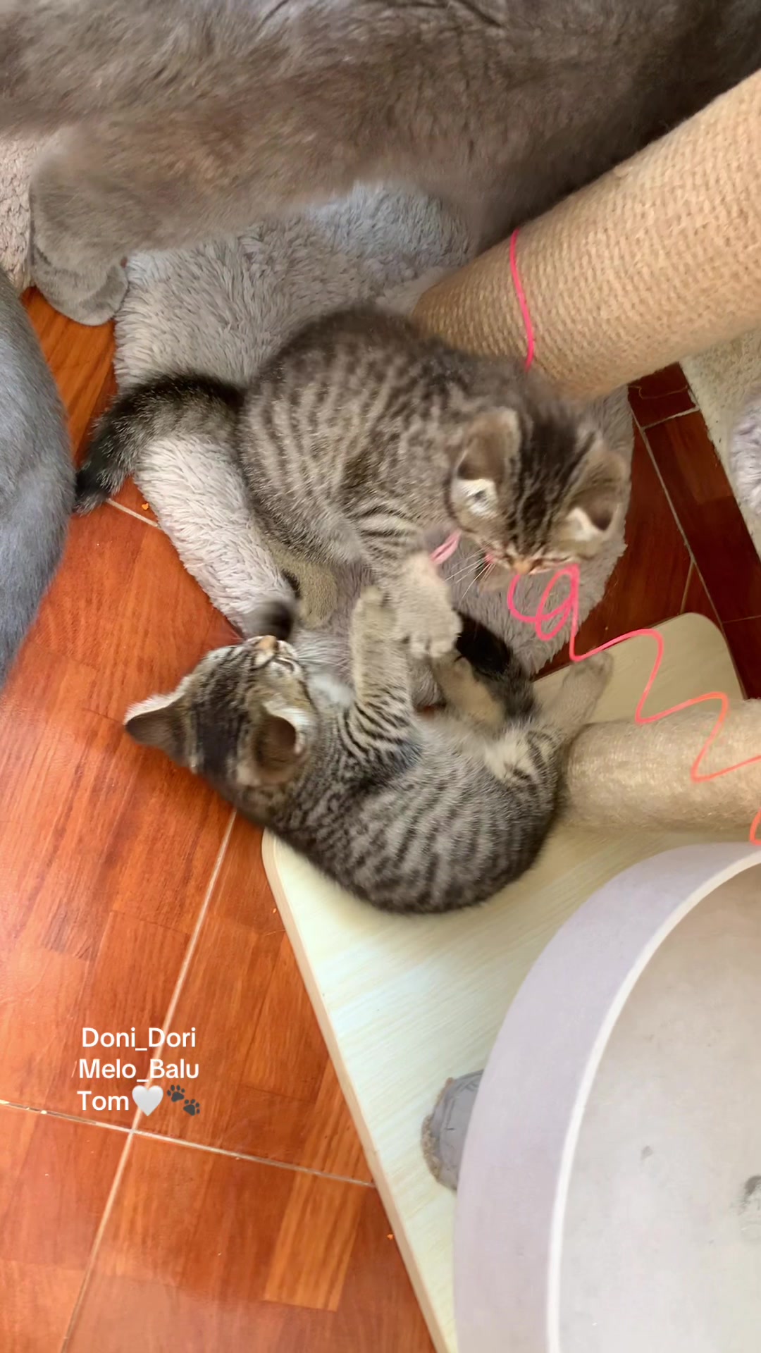 @doni_dori_melo_balu🤍🐾